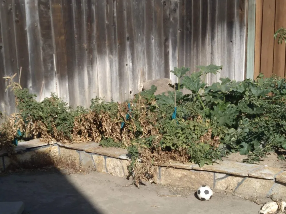 Trusted outdoor landscaping experts serving Brentwood, CA - Jays Landscaping