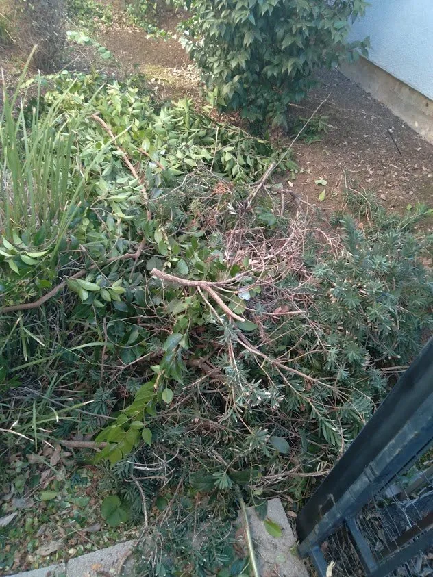 Reliable yard maintenance for year-round maintenance across Brentwood, CA - Jays Landscaping