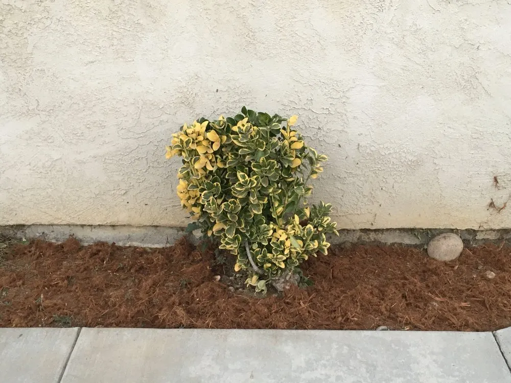 Reliable yard maintenance experts serving Brentwood, CA - Jays Landscaping