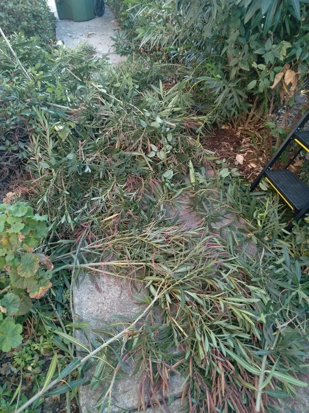 Trusted landscape installation for outdoor upgrades in Brentwood, CA by Jays Landscaping