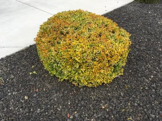 Professional landscaping services in Brentwood, CA - Jays Landscaping