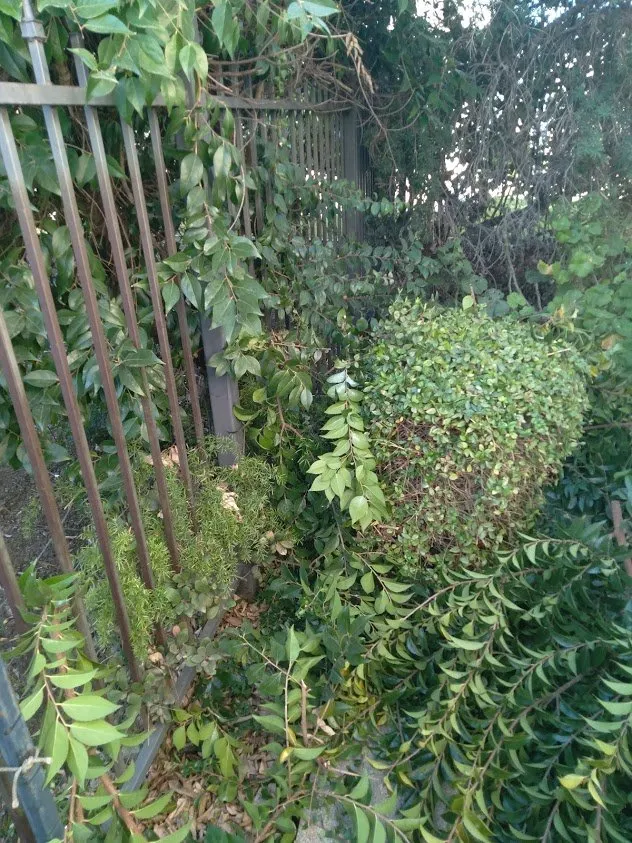 Custom outdoor landscaping for beautiful yards in Brentwood, CA by Jays Landscaping