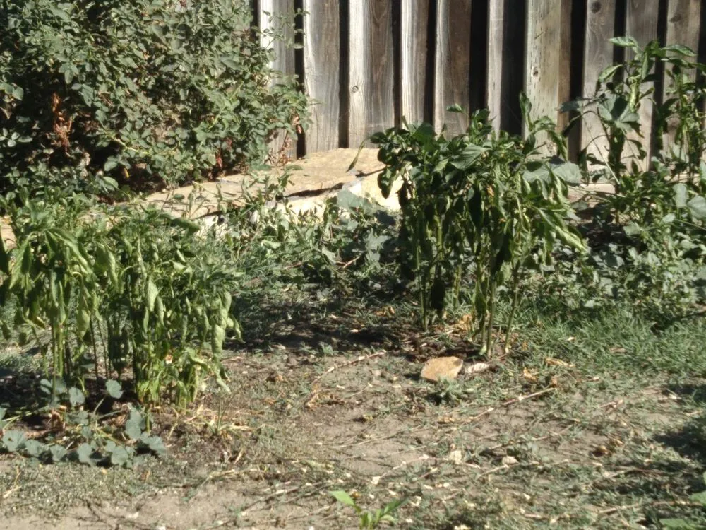 Affordable yard cleanup service with custom design in Brentwood, CA by Jays Landscaping