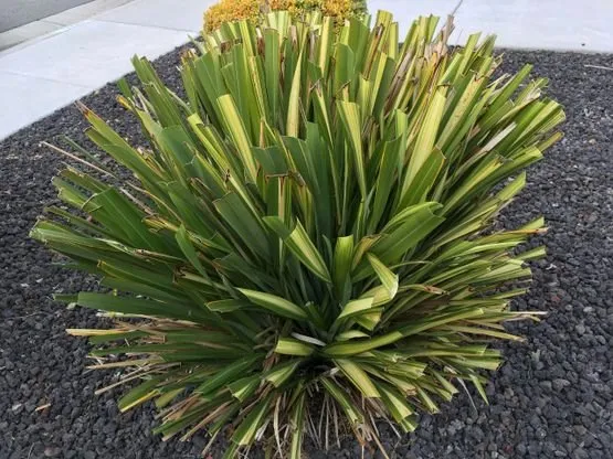 Expert landscape installation for year-round maintenance in Brentwood, CA by Jays Landscaping