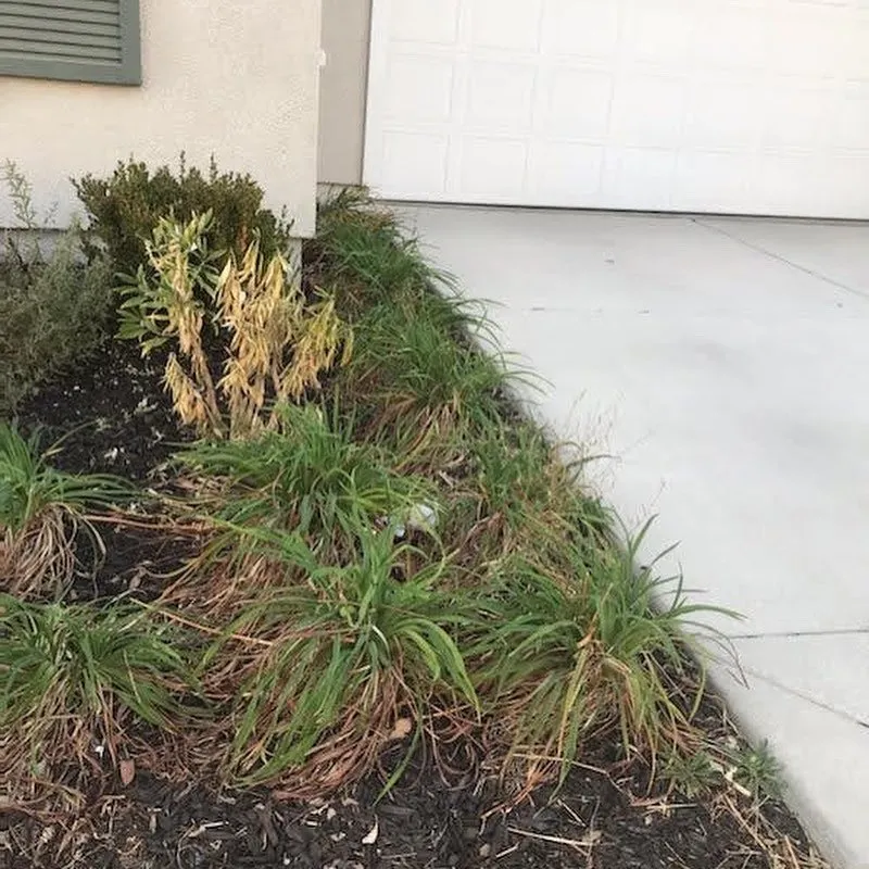 Trusted garden landscaping for residential properties across Brentwood, CA - Jays Landscaping