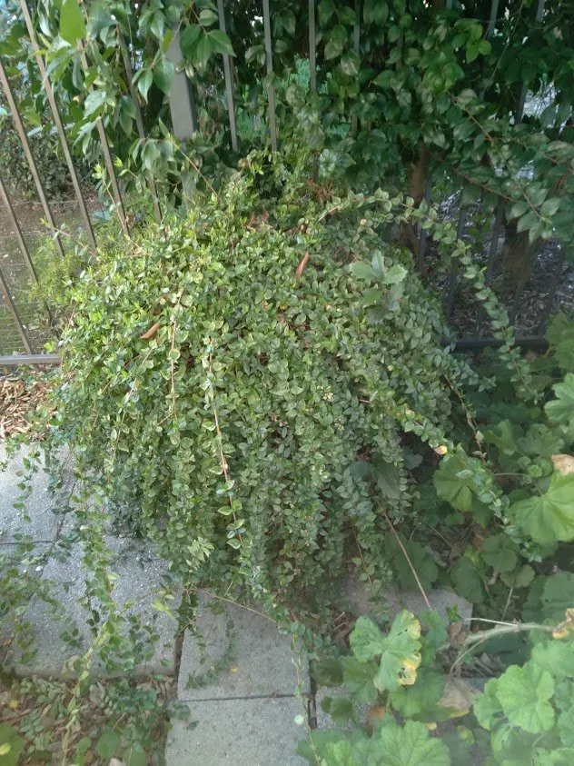 Expert yard cleanup service experts serving Brentwood, CA - Jays Landscaping