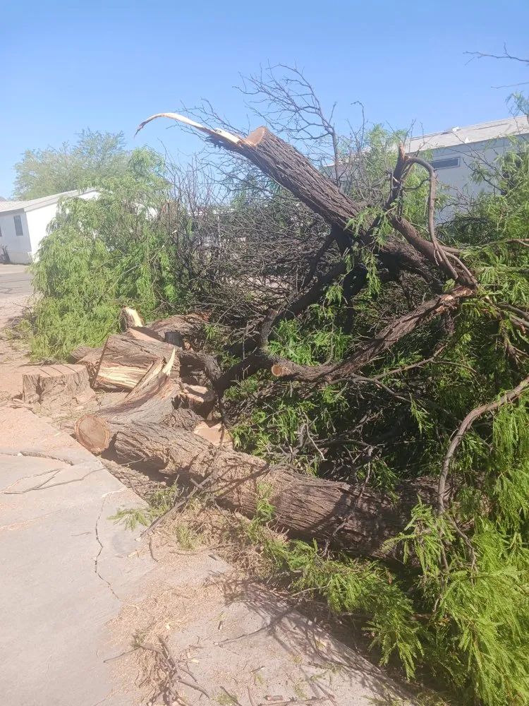 Top-rated yard cleanup service in Tucson, AZ - Jays Landscaping