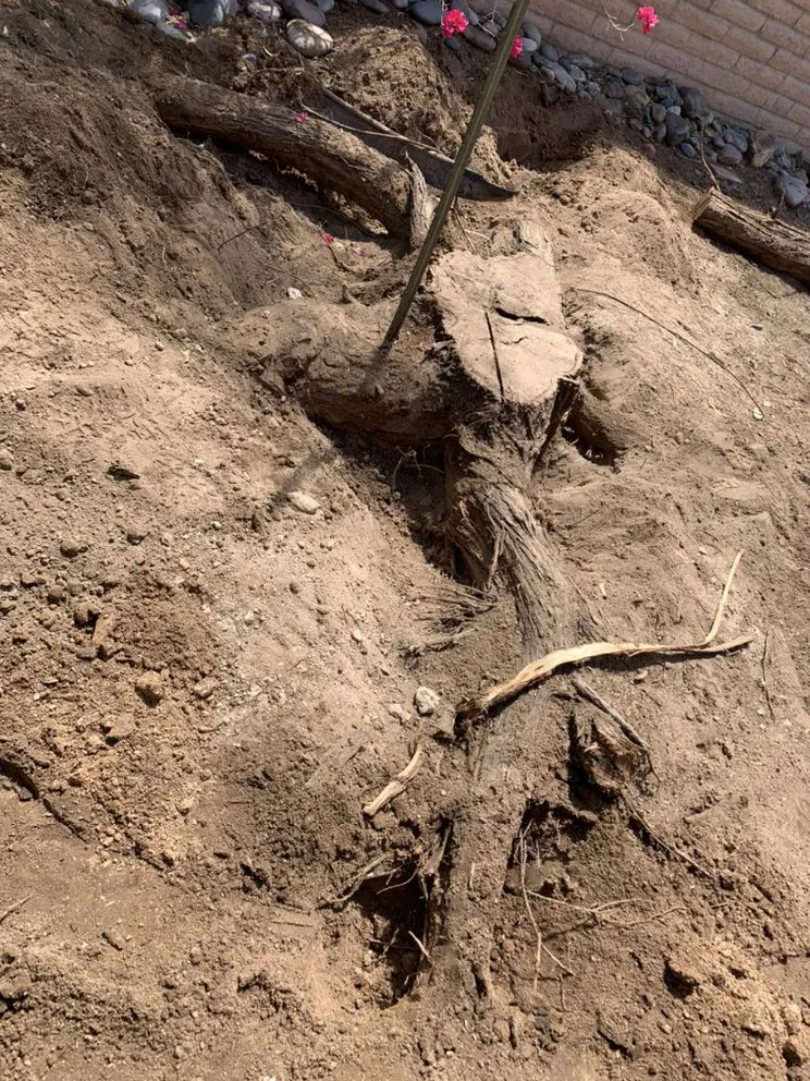 Affordable residential landscaping experts serving Tucson, AZ - Jays Landscaping