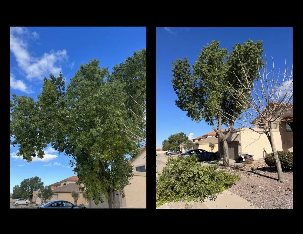 Local yard maintenance in Tucson, AZ by Jays Landscaping