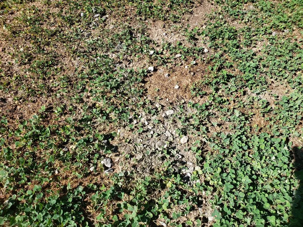 Custom landscape installation in Wendell, NC - Jay's Lawn & Landscape