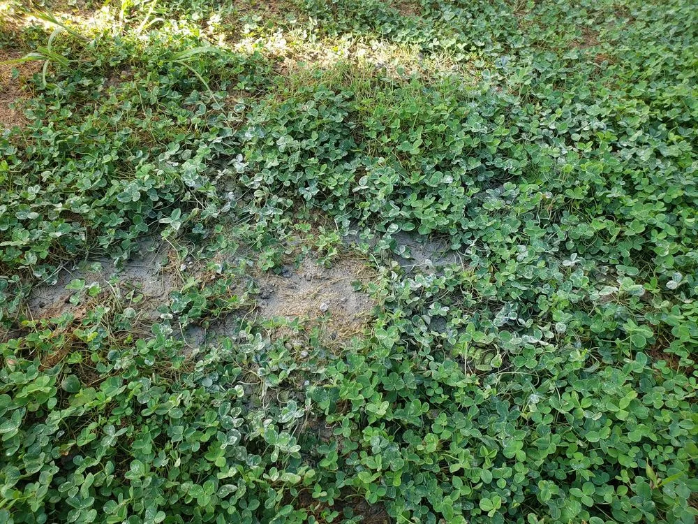 Top-rated outdoor landscaping experts serving Wendell, NC - Jay's Lawn & Landscape