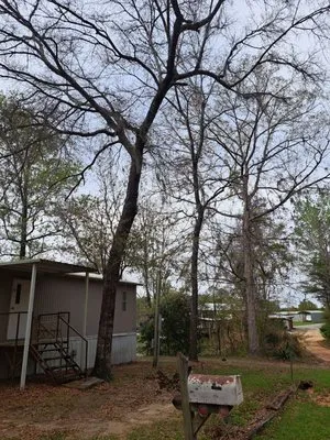 Jay's Lawn And Tree Service Logo