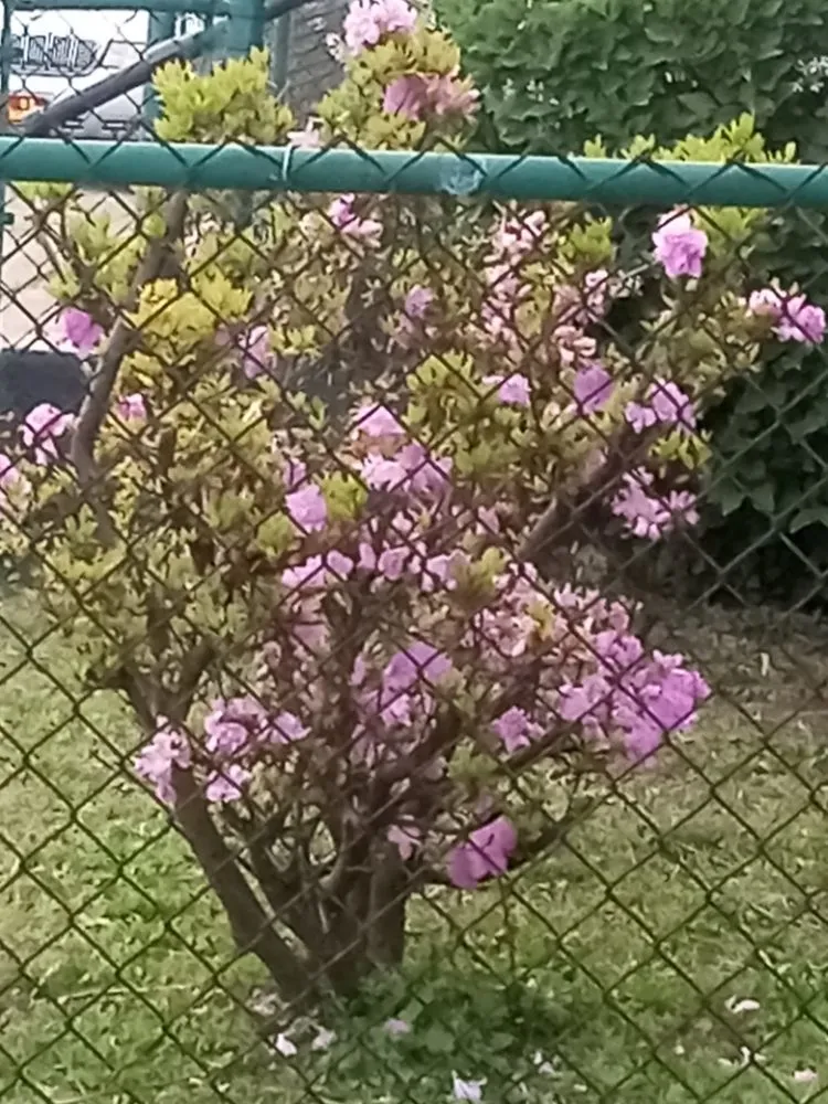 Reliable outdoor landscaping experts serving Montgomery, WV - Jay's Lawn Care