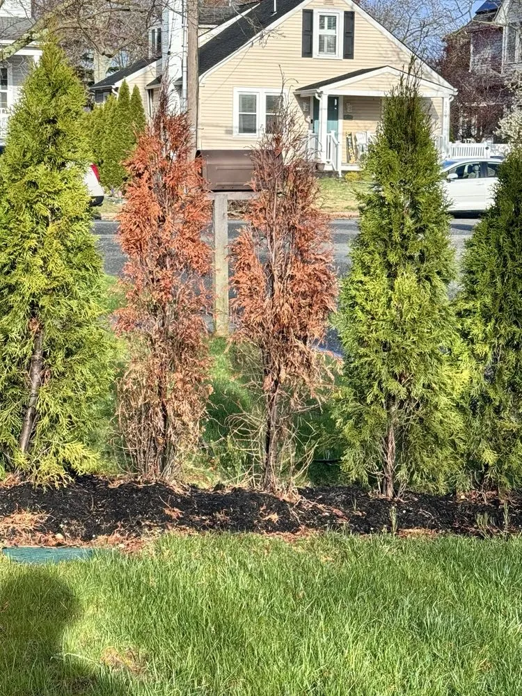 Expert yard cleanup service in Toms River, NJ by Jays Lawn Service