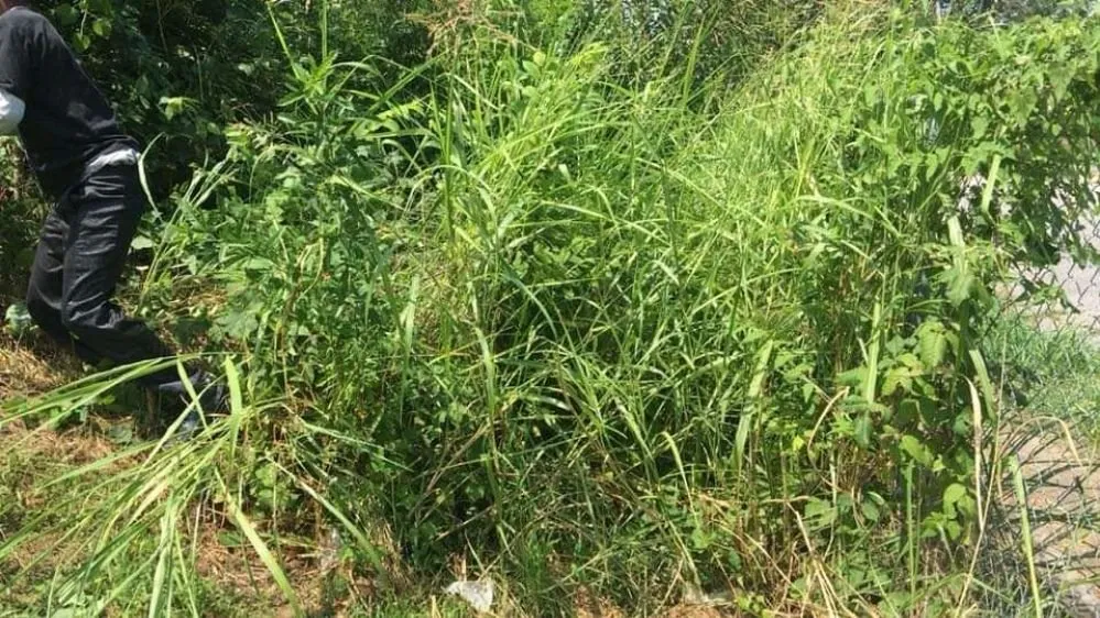 Reliable yard maintenance experts serving Memphis, TN - Jays Mobile Lawn Service