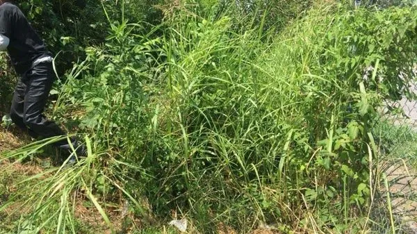 Jays Mobile Lawn Service Logo