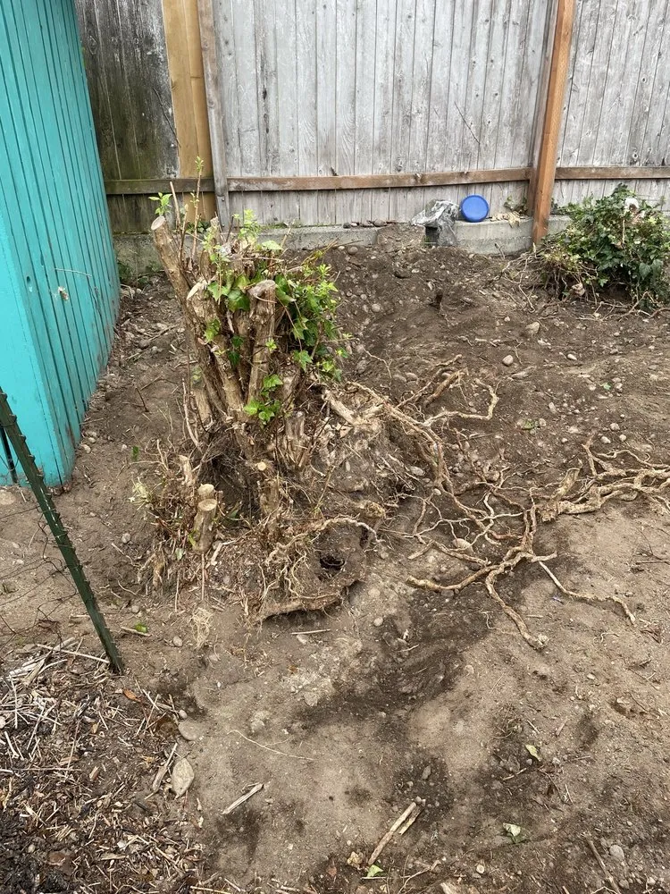 Affordable yard cleanup service for residential properties across Bellevue, WA - Jay's Stump Grinding