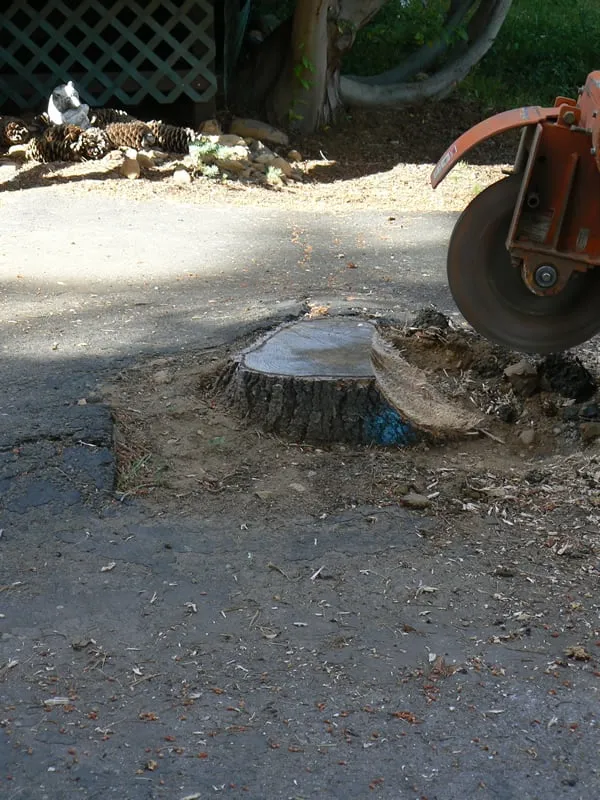 Local lawn mowing service for residential properties in Bellevue, WA by Jay's Stump Grinding