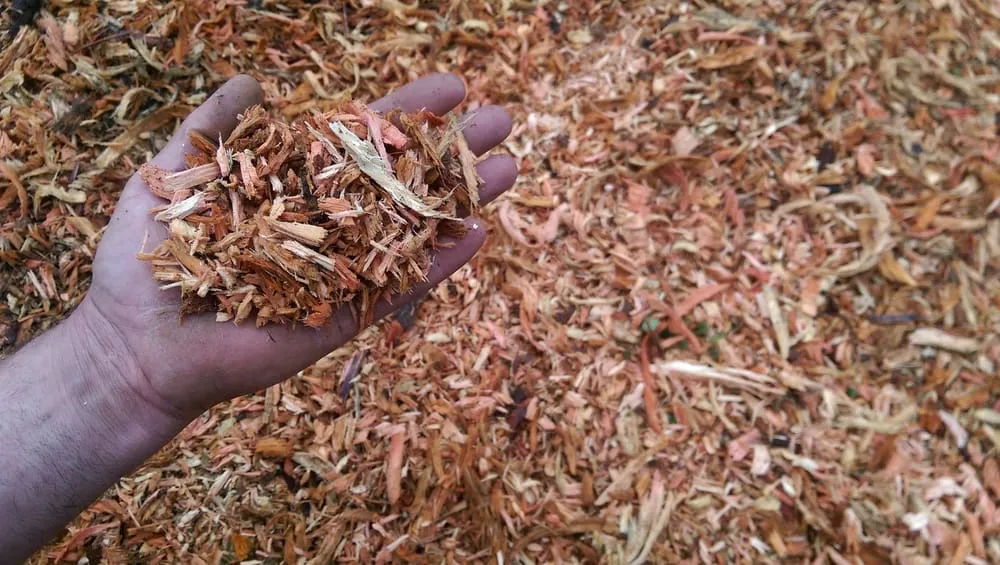 Expert yard cleanup service in Bellevue, WA - Jay's Stump Grinding