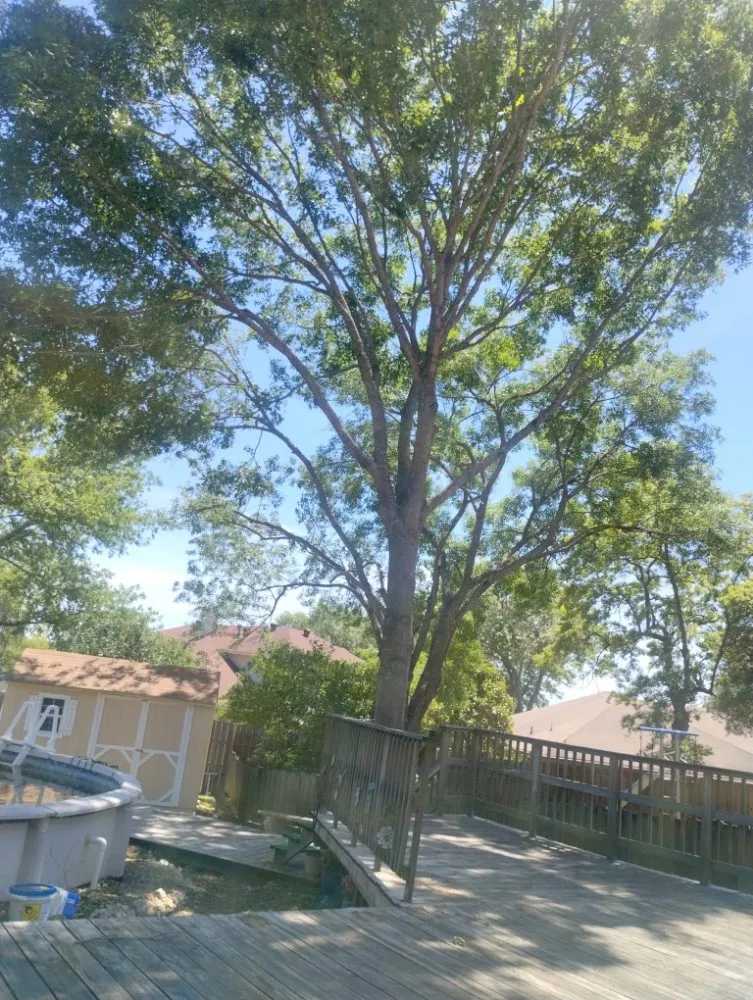 Professional yard cleanup service in San Antonio, TX by Jay's Tree & Lawn Service