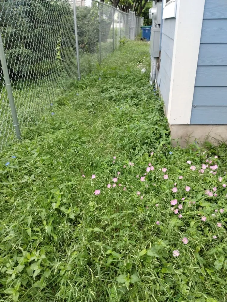 Expert landscaping services in San Antonio, TX by Jay's Tree & Lawn Service