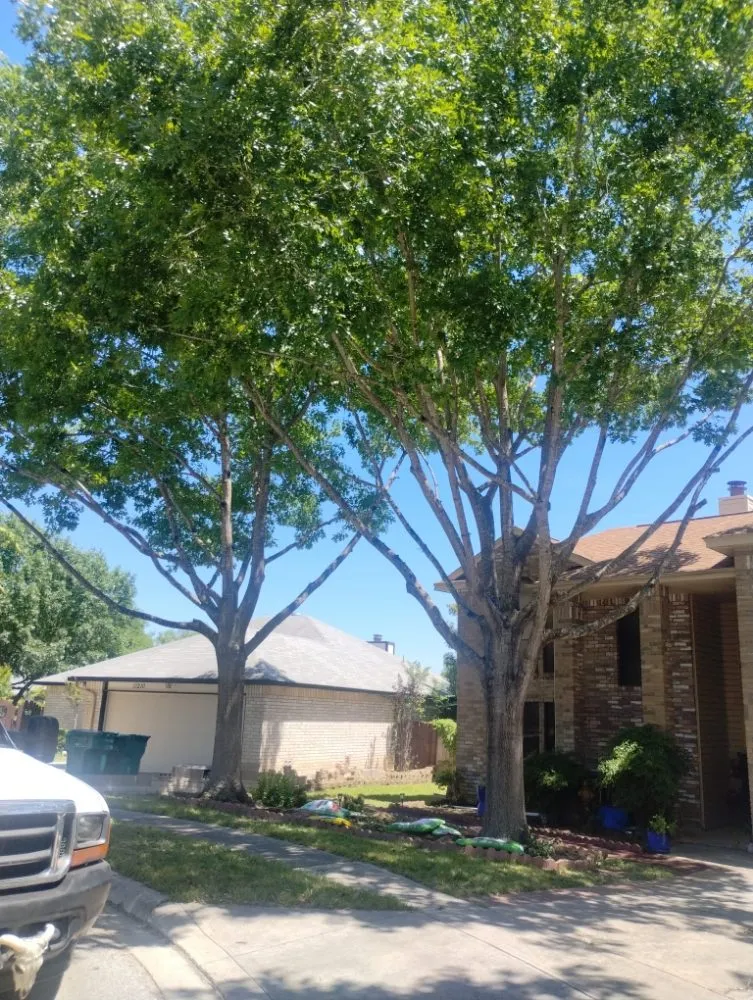 Trusted garden landscaping in San Antonio, TX - Jay's Tree & Lawn Service