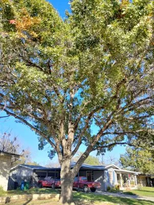 Jay's Tree & Lawn Service Logo