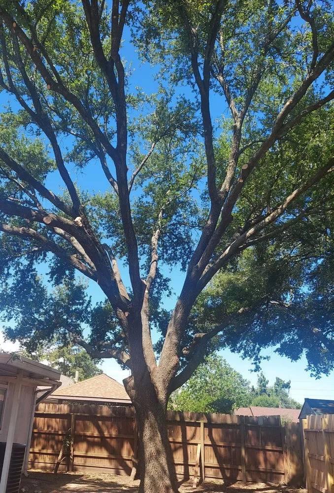 Professional yard cleanup service in Cypress, TX by JaySal Landscaping