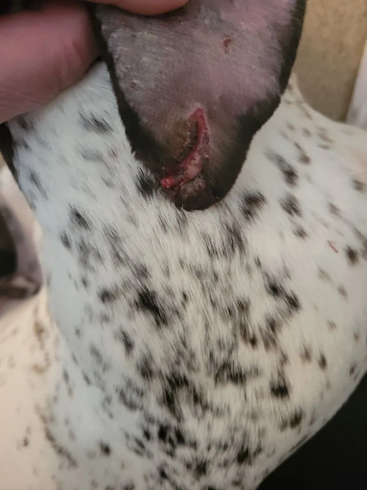 Reliable landscape design for outdoor upgrades across Indianapolis, IN - JayyKayy Home&Lawn service