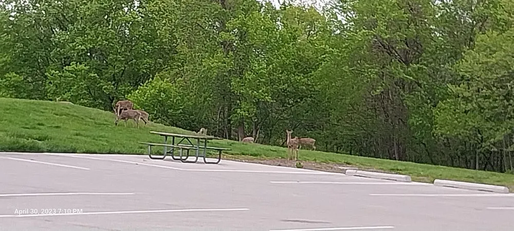 Top-rated residential landscaping for year-round maintenance across Saint Louis, MO - Jay'z Cuts