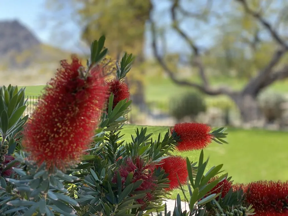 Custom landscape design near you across Indio, CA - Jaz Landscaping