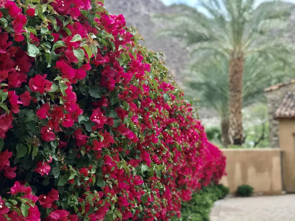 Affordable residential landscaping in Indio, CA - Jaz Landscaping