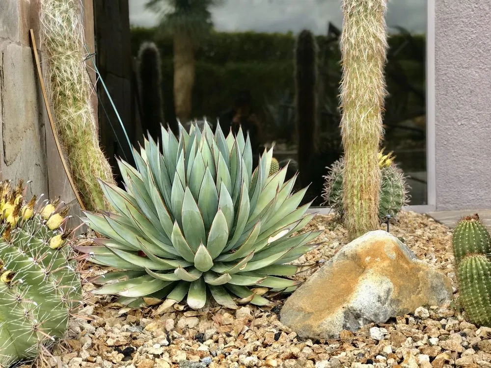 Local landscape installation experts serving Indio, CA - Jaz Landscaping