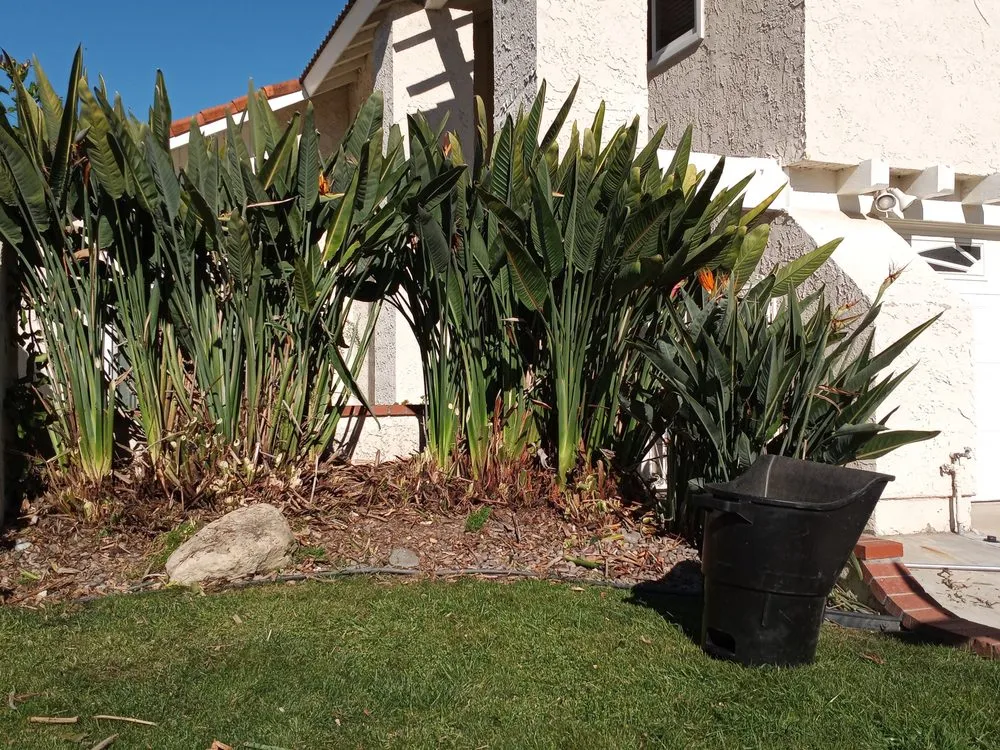 Top-rated lawn mowing service in San Jacinto, CA by Jazmin Landscaping