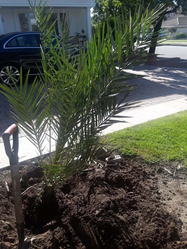 Top-rated residential landscaping in San Jacinto, CA by Jazmin Landscaping