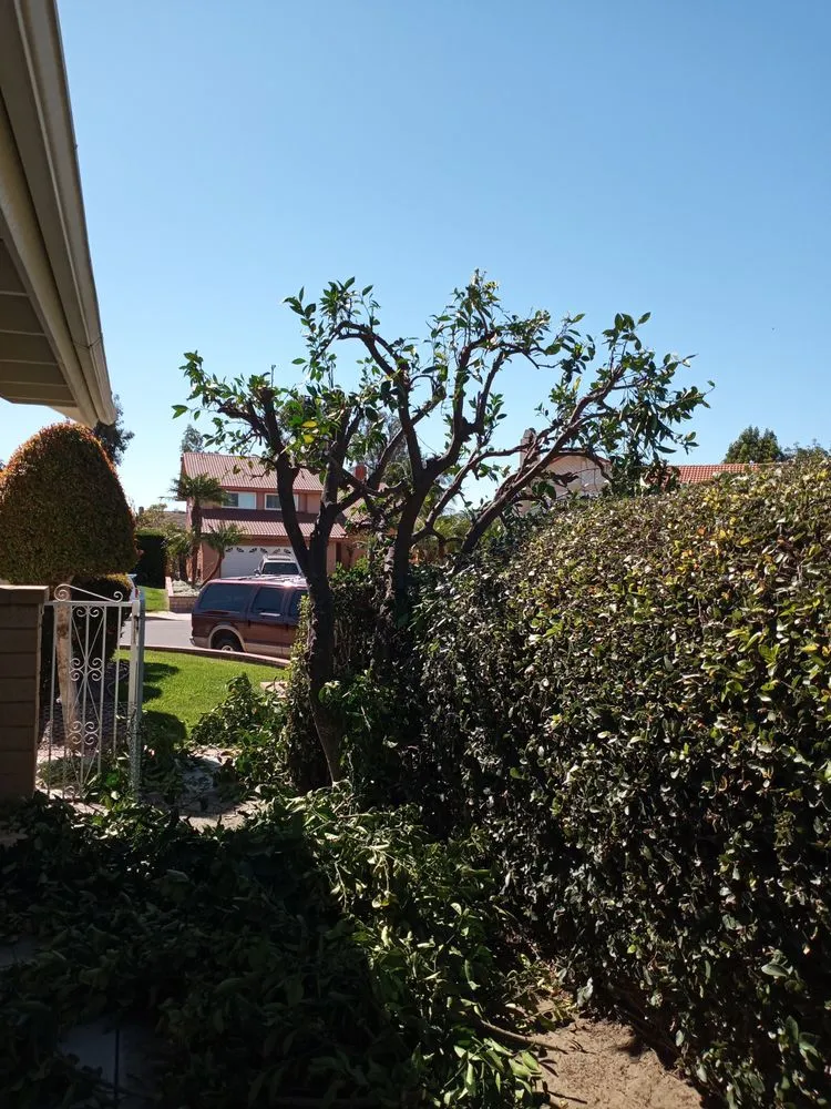 Trusted lawn mowing service near you in San Jacinto, CA by Jazmin Landscaping