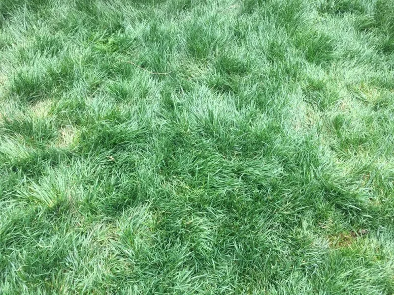 Professional garden landscaping in San Jacinto, CA - Jazmin Landscaping