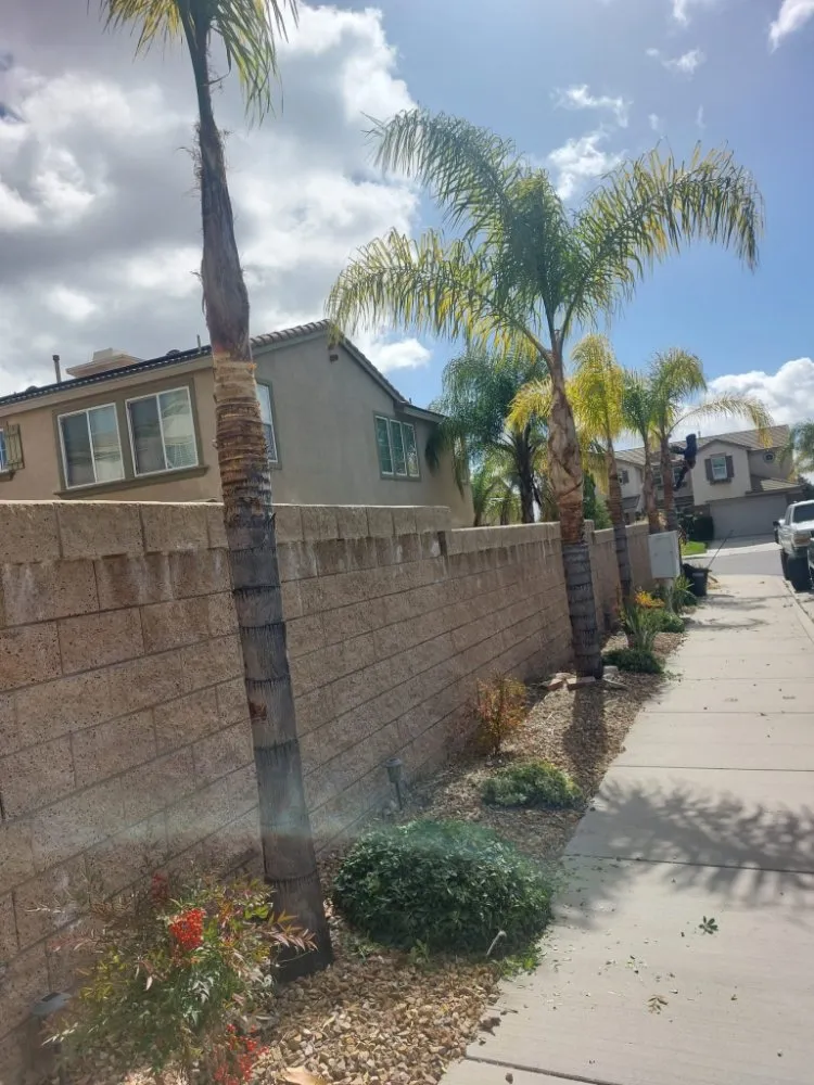 Local landscape installation experts serving San Jacinto, CA - Jazmin Landscaping