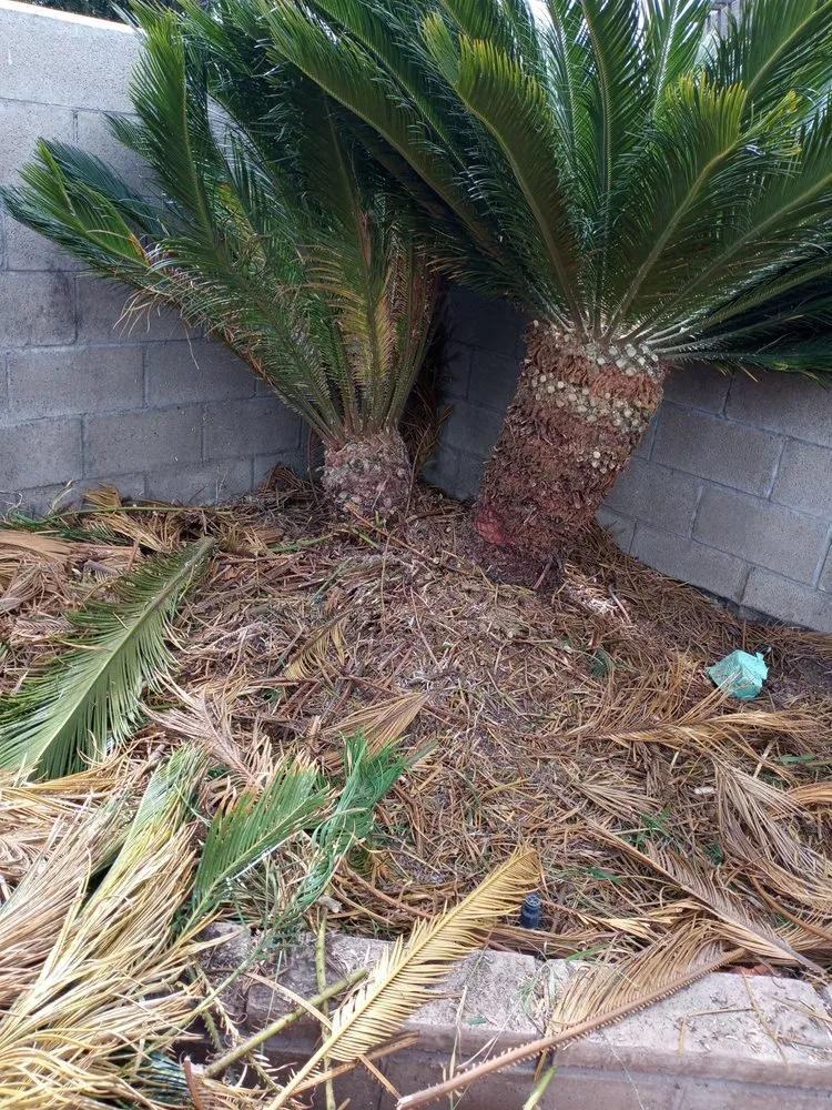 Local lawn mowing service experts serving San Jacinto, CA - Jazmin Landscaping