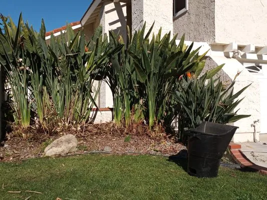 Jazmin Landscaping Logo