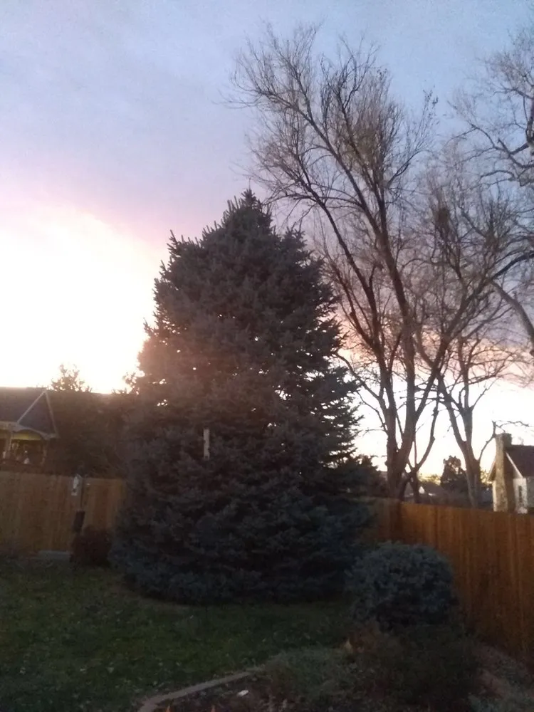 Affordable yard cleanup service with custom design in Denver, CO by Jazmine's Landscaping and Tree Service