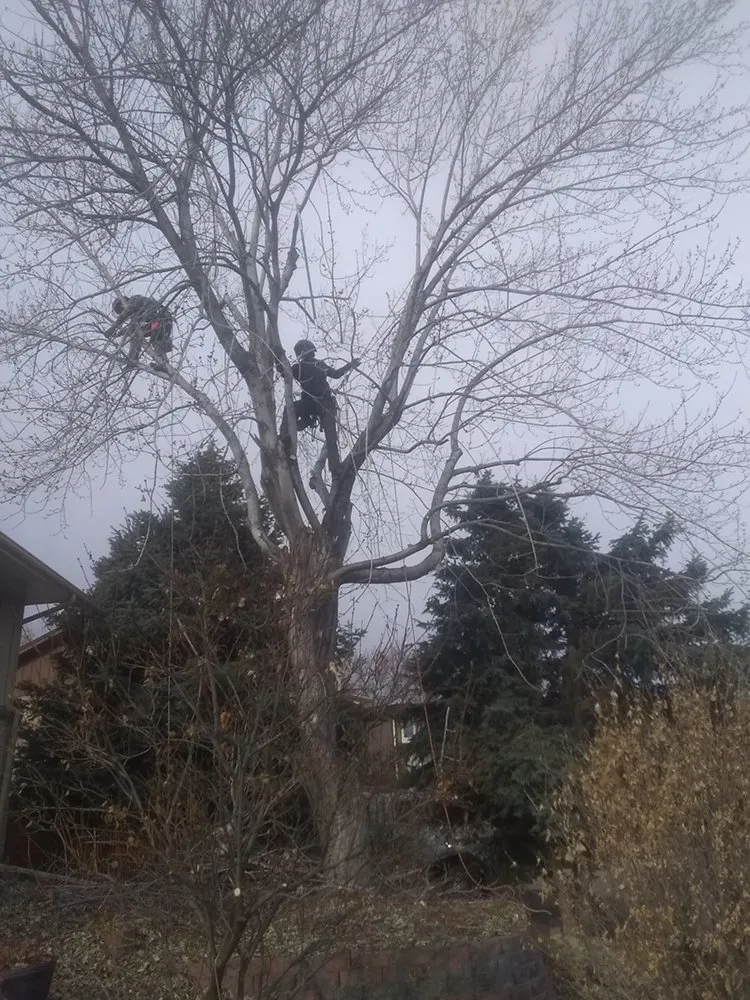 Expert landscape installation in Denver, CO - Jazmine's Landscaping and Tree Service