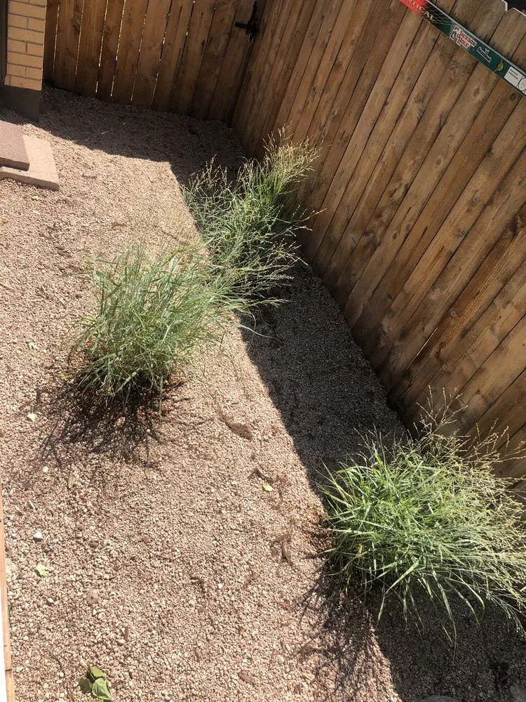 Affordable yard maintenance for homes across Denver, CO - Jazmine's Landscaping and Tree Service