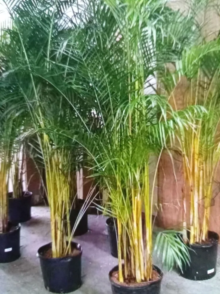 Top-rated outdoor landscaping in Little River, SC by Jazz It Up Landscaping & Irrigation