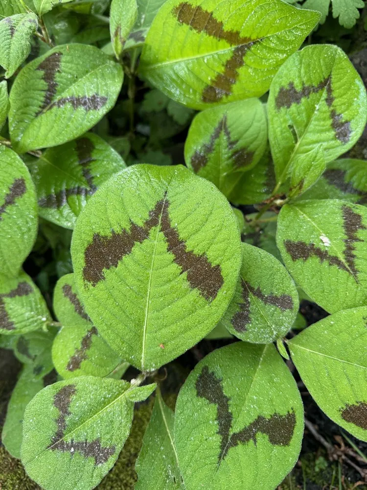 Reliable residential landscaping with custom design in Worcester, MA by Jazzbo Landscaping