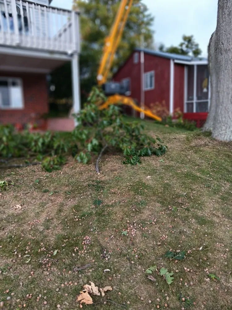 Affordable yard cleanup service in Morrisonville, NY - Jb & Sw Property Management