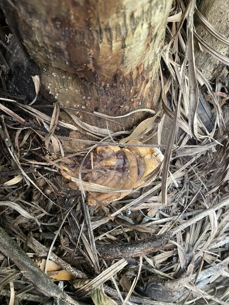 Custom yard cleanup service in Boynton Beach, FL by JB And Son Lawn Care