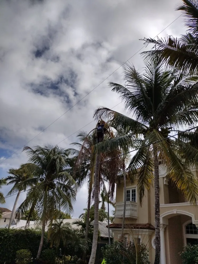 Affordable yard maintenance in Boynton Beach, FL by JB And Son Lawn Care