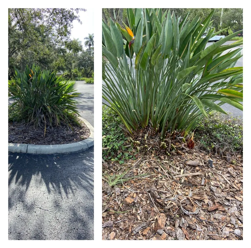Affordable landscape installation experts serving Bradenton, FL - JB Family Lawn Care