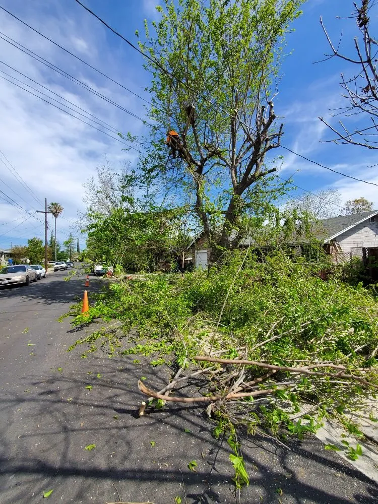 Professional residential landscaping for homes in Antioch, CA by J&B Hauling and Clean Up